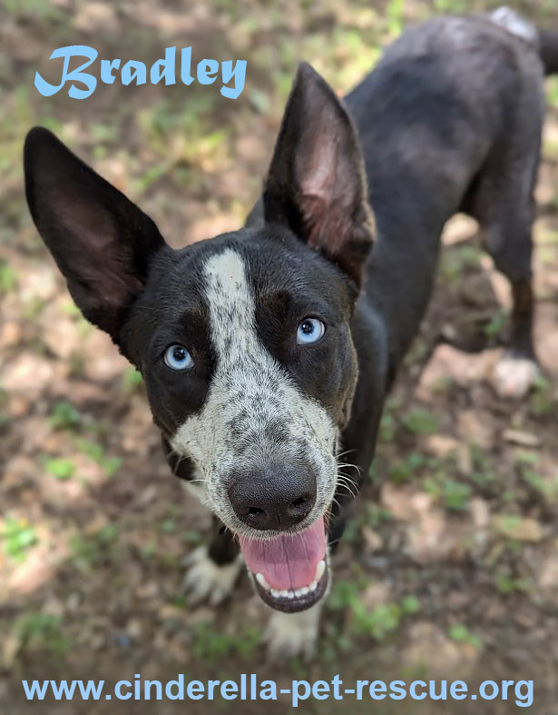 Bradley, an adoptable Siberian Husky, Labrador Retriever in Mission, TX, 78574 | Photo Image 1