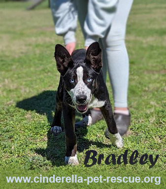 Bradley, an adoptable Siberian Husky, Labrador Retriever in Mission, TX, 78574 | Photo Image 2