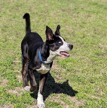 Bradley, an adoptable Siberian Husky, Labrador Retriever in Mission, TX, 78574 | Photo Image 3