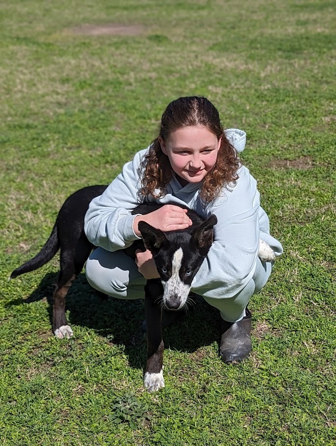 Bradley, an adoptable Siberian Husky, Labrador Retriever in Mission, TX, 78574 | Photo Image 4