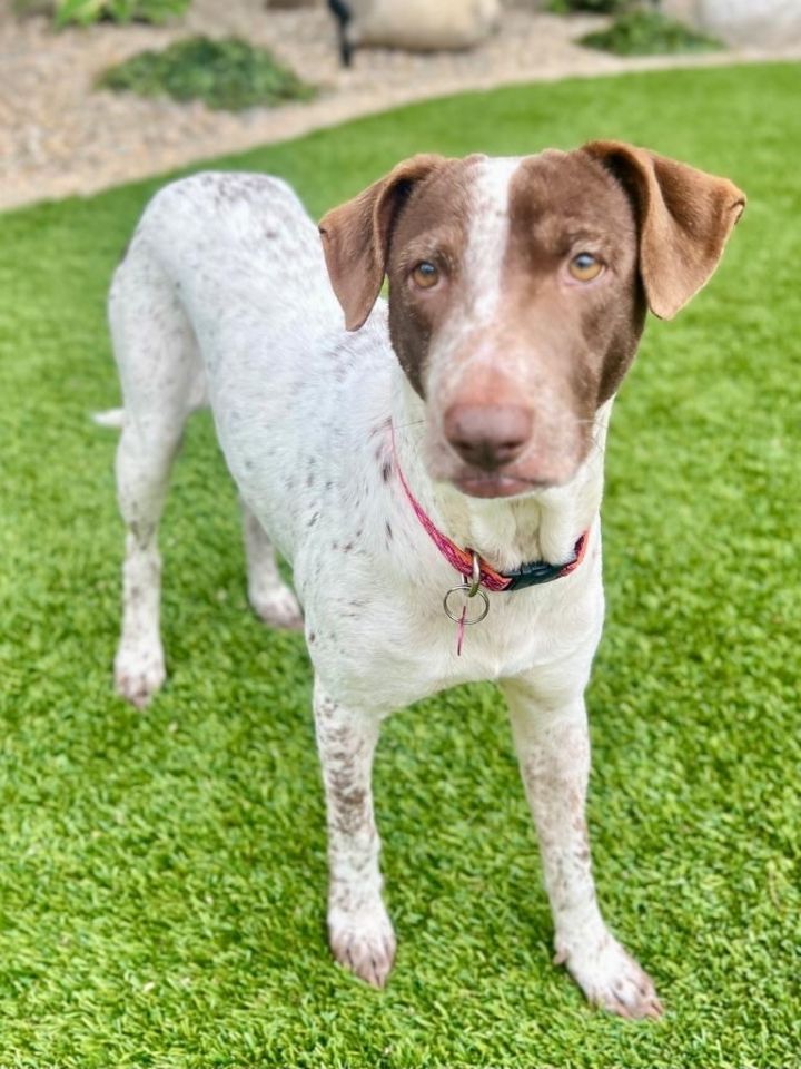 German shorthaired pointer hot sale petfinder