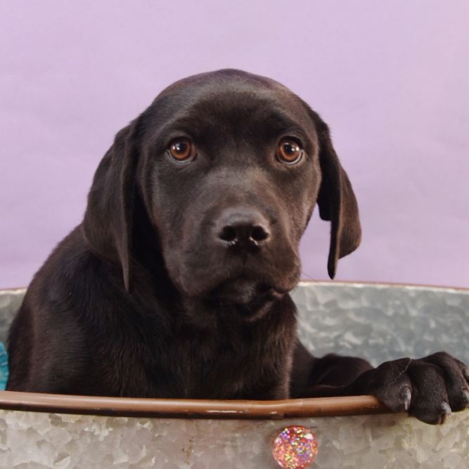 Dog For Adoption - Little Light Of Mine - Wavelength, A Labrador 