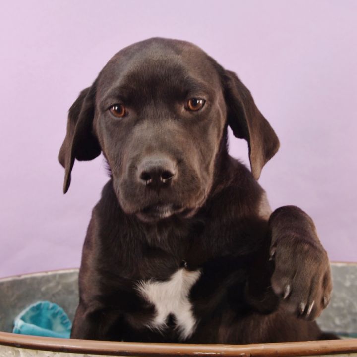 Dog For Adoption - Little Light Of Mine - Wavelength, A Labrador 