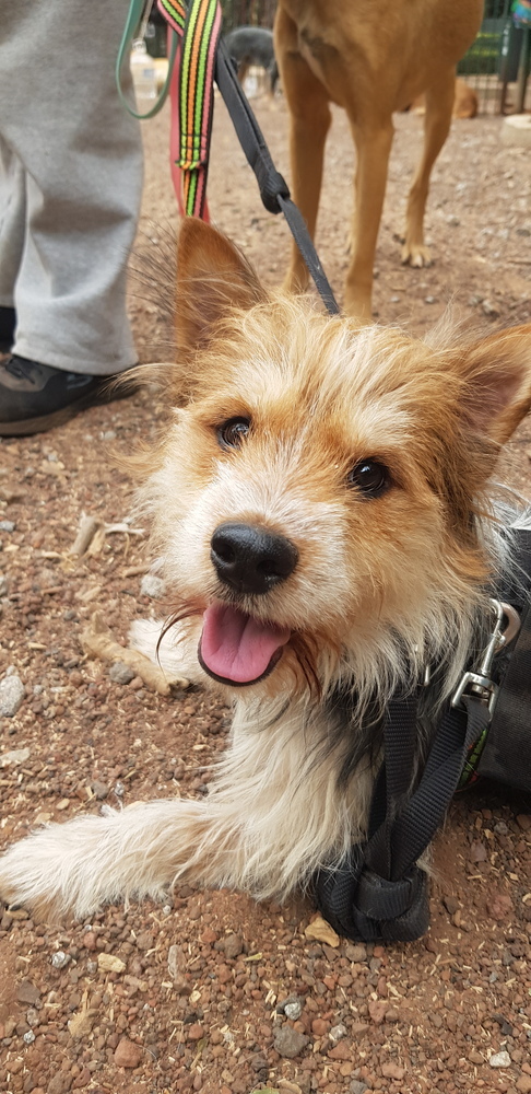 Australian terrier corgi sales mix