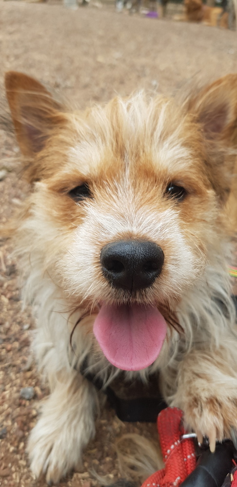 Yorkshire terrier best sale corgi mix