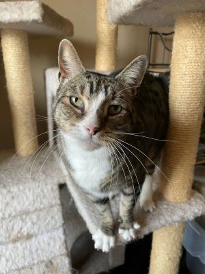 Cat for adoption - Devlin, a Domestic Short Hair in Philadelphia, PA ...