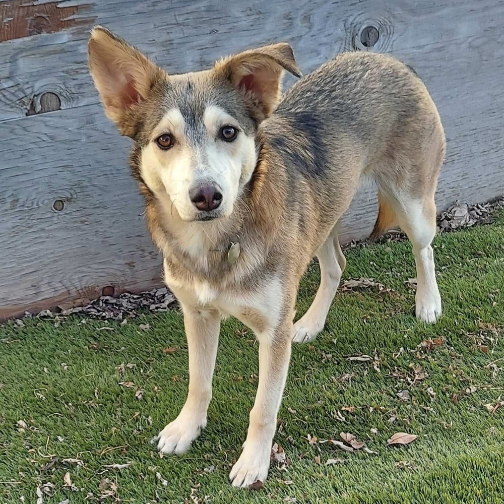 Zirah, an adoptable Husky in Rockland, WI, 54653 | Photo Image 1