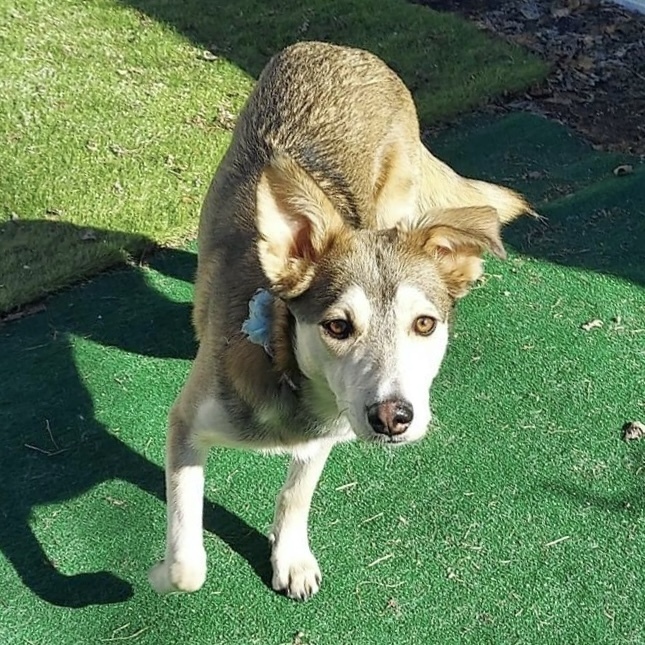 Zirah, an adoptable Husky in Rockland, WI, 54653 | Photo Image 2