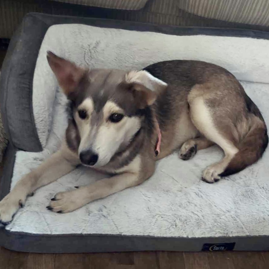 Zirah, an adoptable Husky in Rockland, WI, 54653 | Photo Image 3