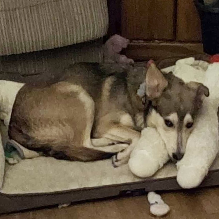 Zirah, an adoptable Husky in Rockland, WI, 54653 | Photo Image 5