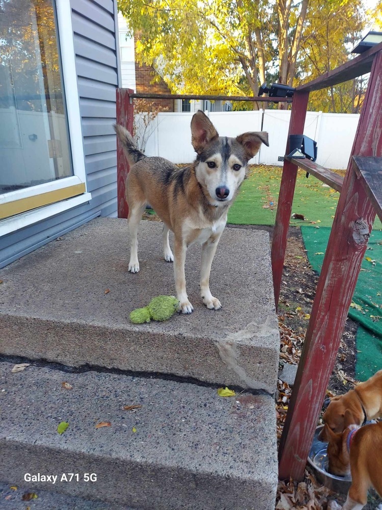 Zirah, an adoptable Husky in Rockland, WI, 54653 | Photo Image 6