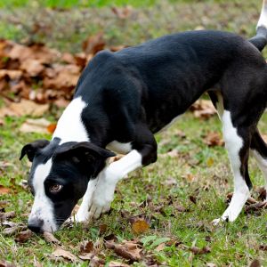 Xena, Adult Female Black Labrador Retriever