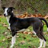 Xena photo 4