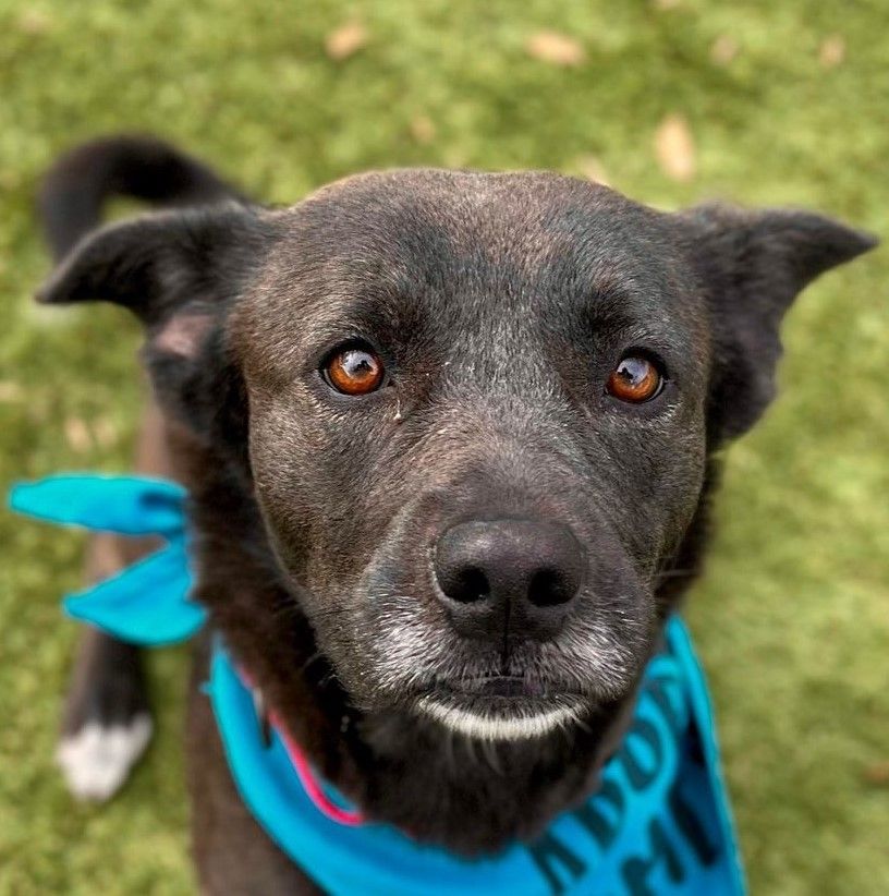 Dog for adoption - Maizy, a Patterdale Terrier / Fell Terrier & Border ...