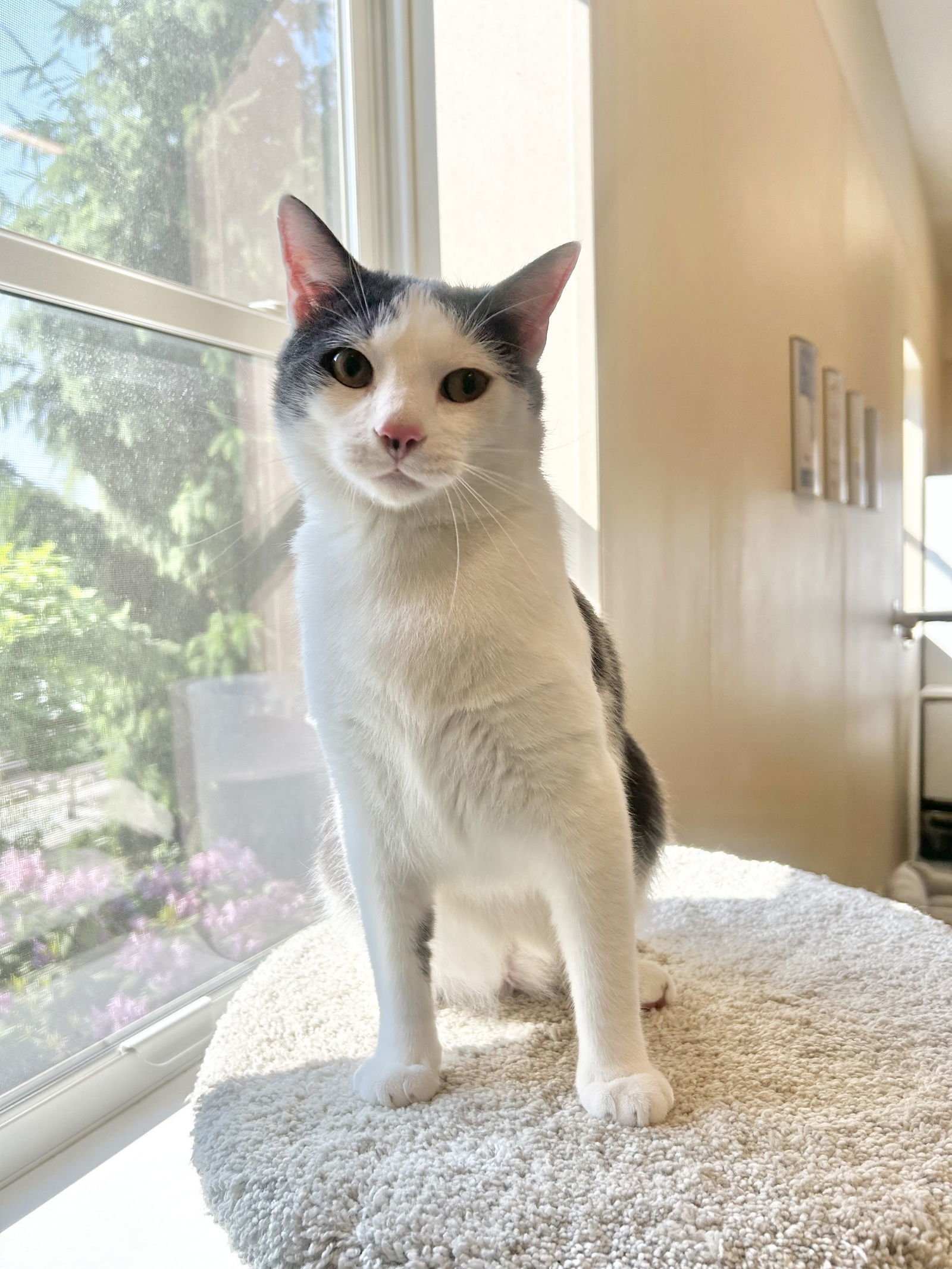 Niko, an adoptable Domestic Short Hair in Arlington, VT, 05250 | Photo Image 1