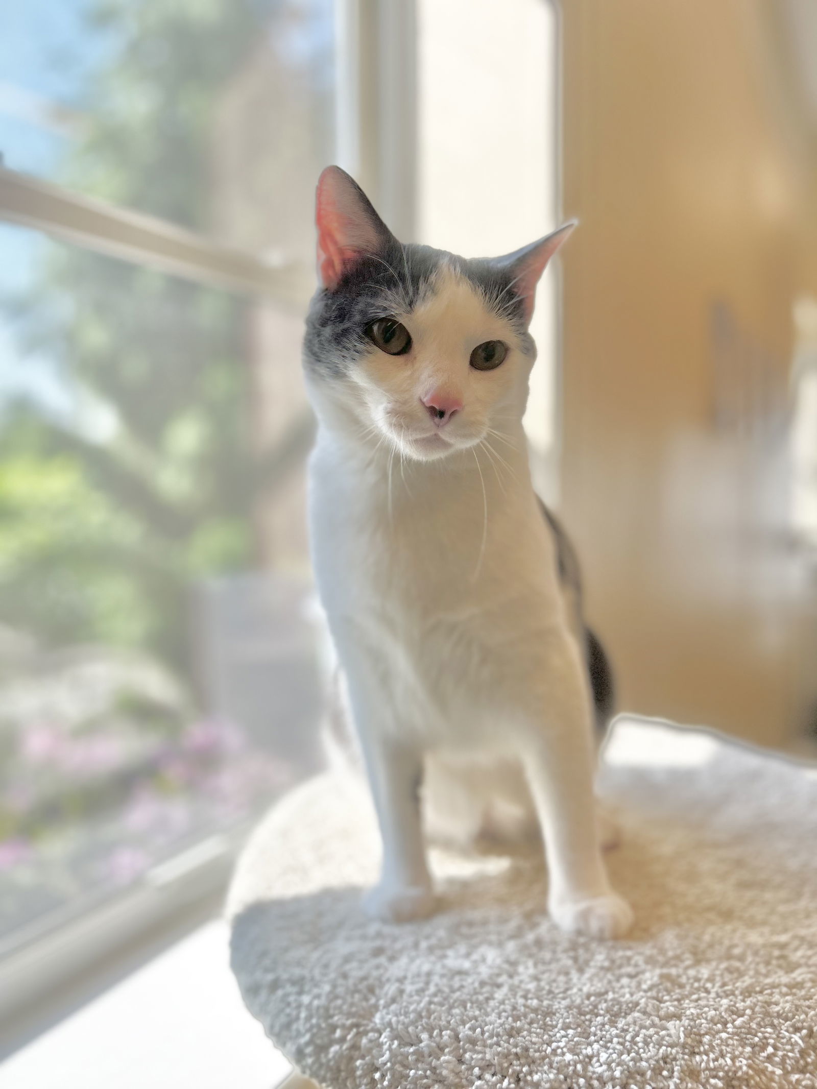 Niko, an adoptable Domestic Short Hair in Arlington, VT, 05250 | Photo Image 3