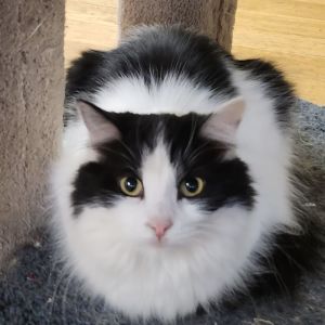 Shelly is a beautiful medium hair cat Shes very cautious and needs socializing She would ideal in