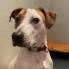 Meet Jack an adorable and sweet 10-month-old male mixed breed dog that will surely steal your heart