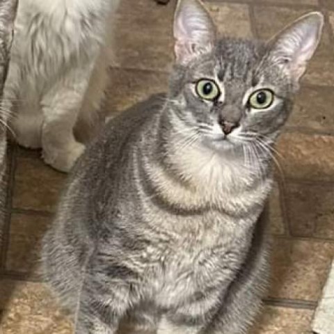 Mable Meow, an adoptable Domestic Short Hair in Natchitoches, LA, 71457 | Photo Image 1