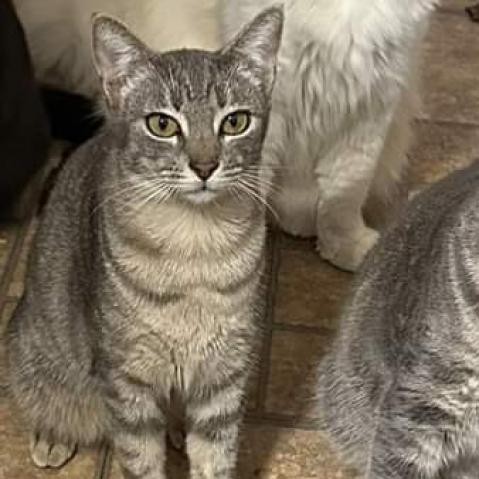 Squeaky, an adoptable Domestic Short Hair in Natchitoches, LA, 71457 | Photo Image 1