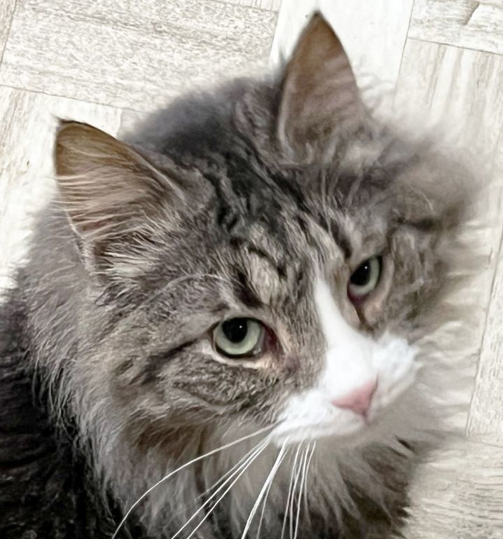 Cat For Adoption - Sideways, A Domestic Long Hair In Mansfield, Oh 