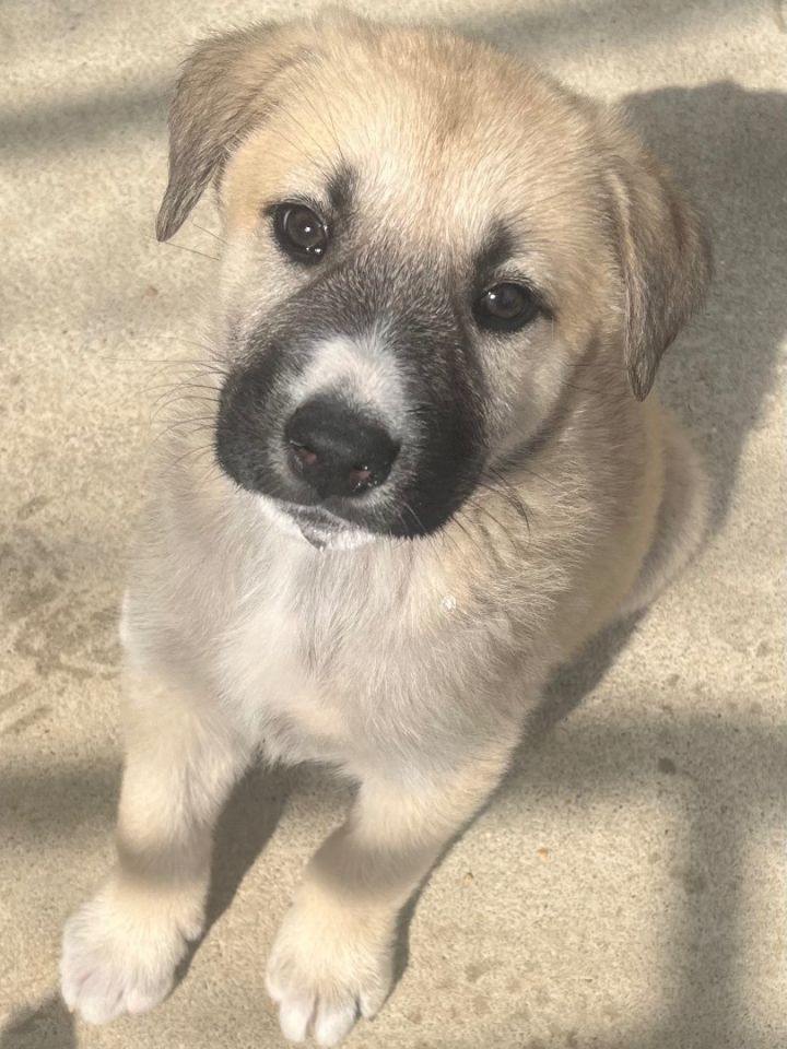 Pyrenees german best sale shepherd mix puppies