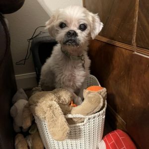 Conrad is a 10 year pekingese mix who weighs 10lbs He has had a rough time in h