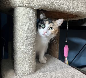 Young Adult Female 2yoLily is an adorable 2yo calico kitty and shes fully vetted dewormed sp