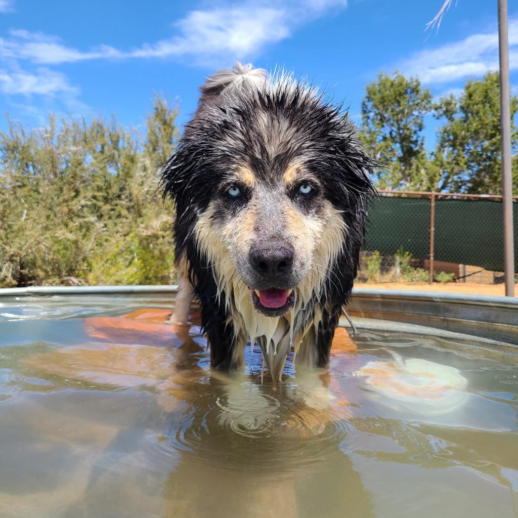 Archo, an adoptable Alaskan Malamute in Kanab, UT, 84741 | Photo Image 1