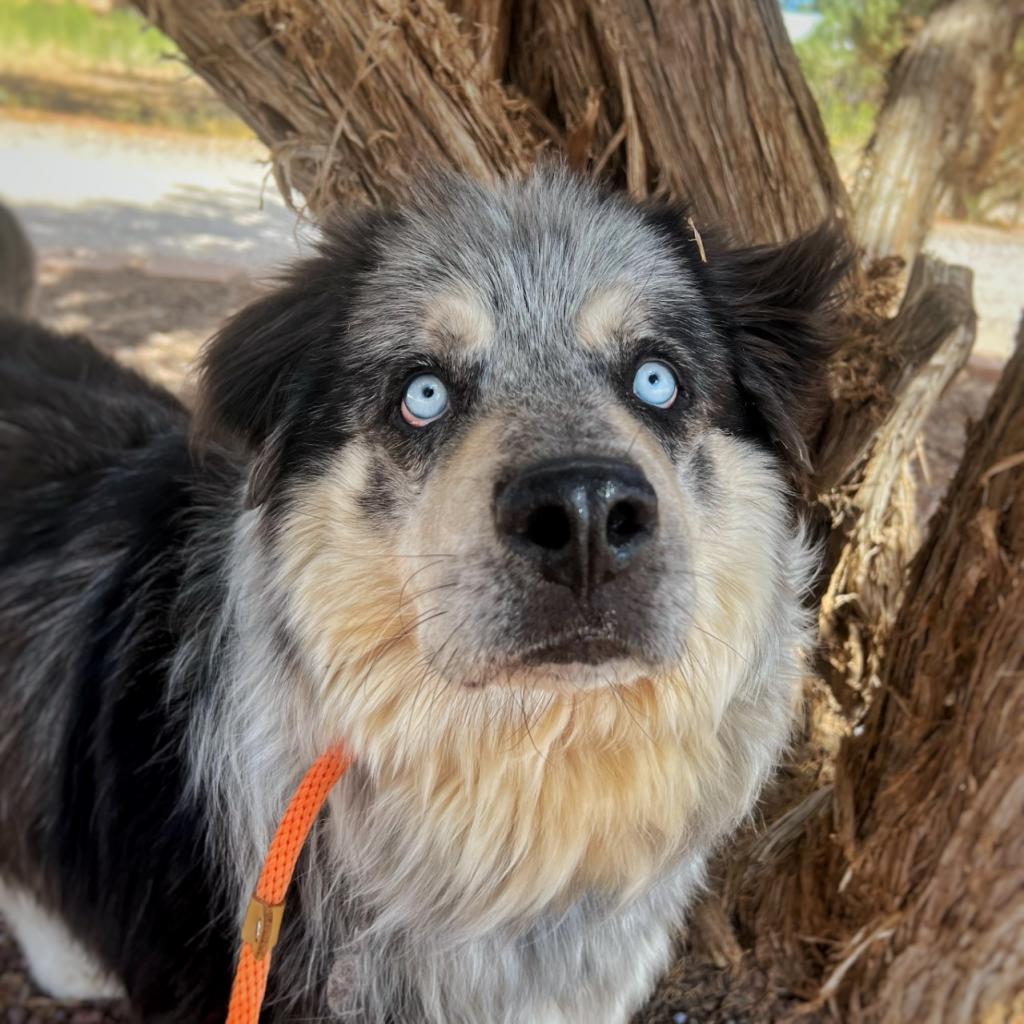 Archo, an adoptable Alaskan Malamute in Kanab, UT, 84741 | Photo Image 2