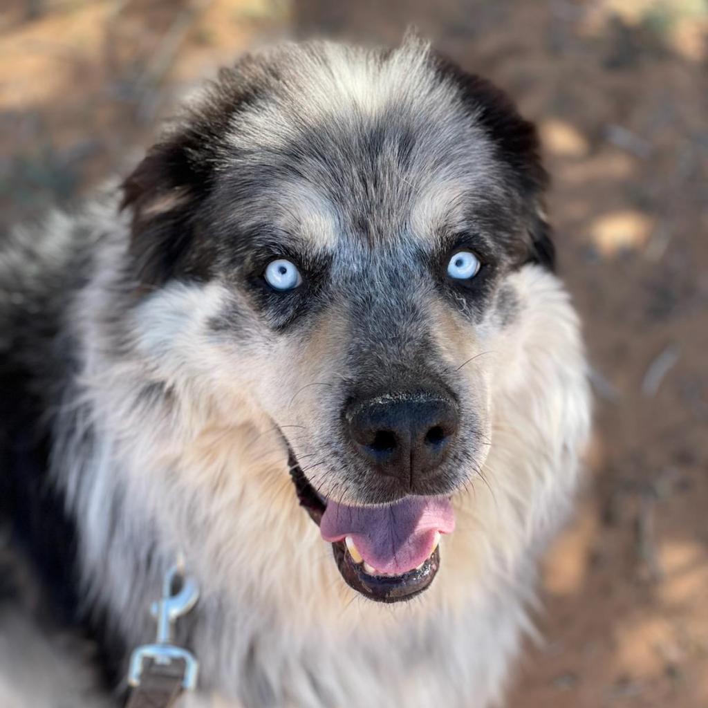 Archo, an adoptable Alaskan Malamute in Kanab, UT, 84741 | Photo Image 4