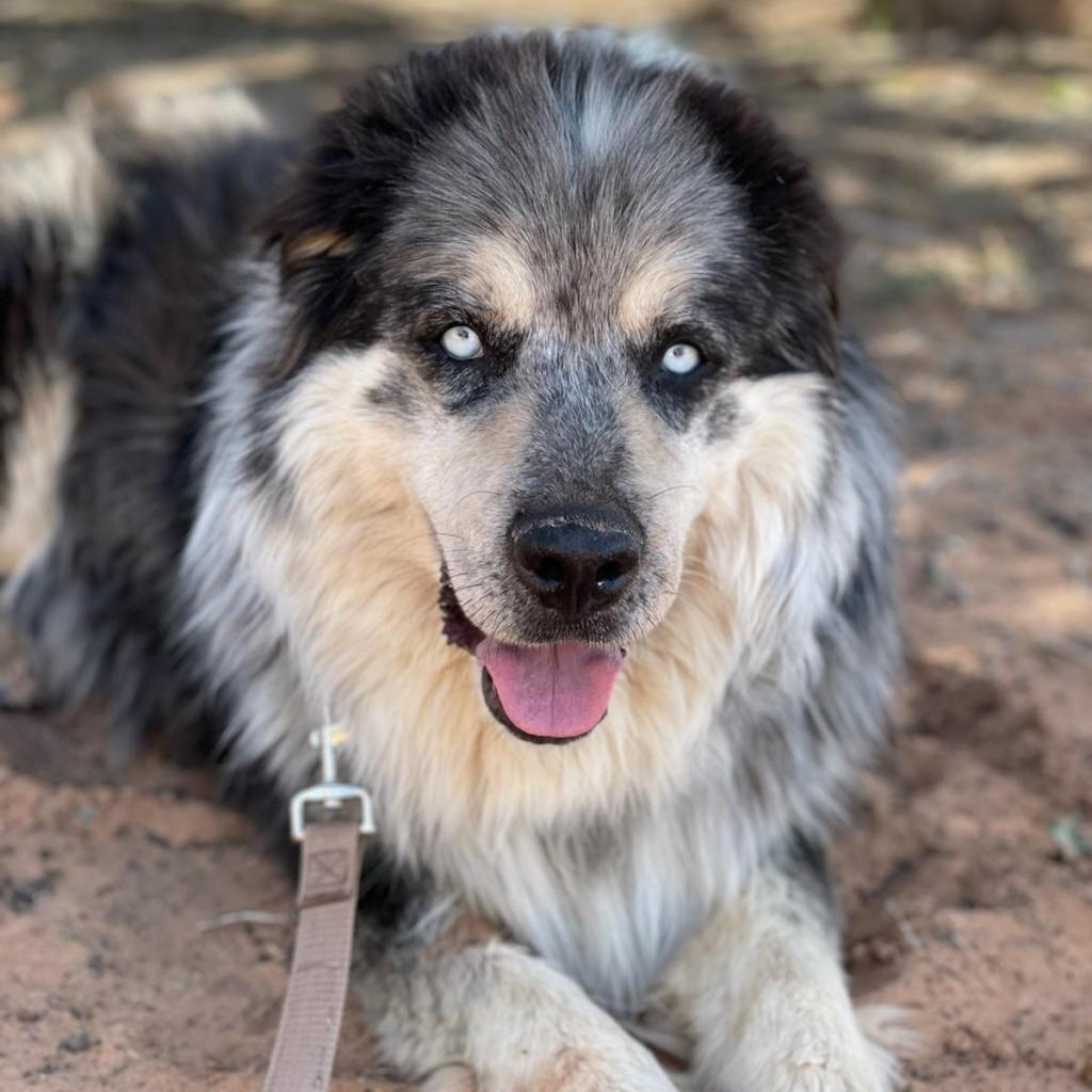 Archo, an adoptable Alaskan Malamute in Kanab, UT, 84741 | Photo Image 5