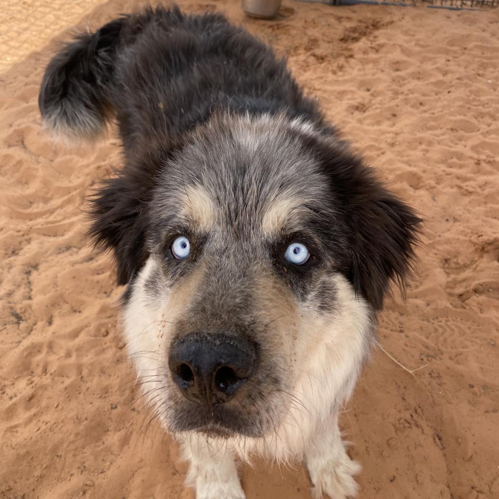 Archo, an adoptable Alaskan Malamute in Kanab, UT, 84741 | Photo Image 6