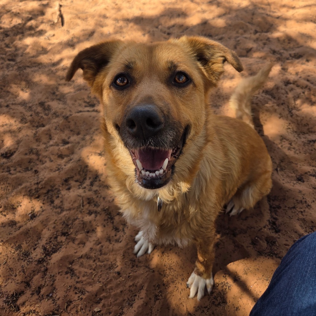 Pretty Girl, an adoptable Shepherd in Kanab, UT, 84741 | Photo Image 1