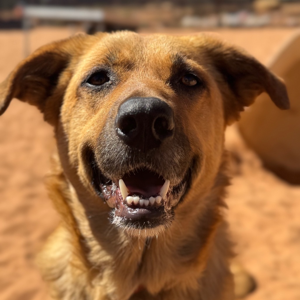Pretty Girl, an adoptable Shepherd in Kanab, UT, 84741 | Photo Image 1