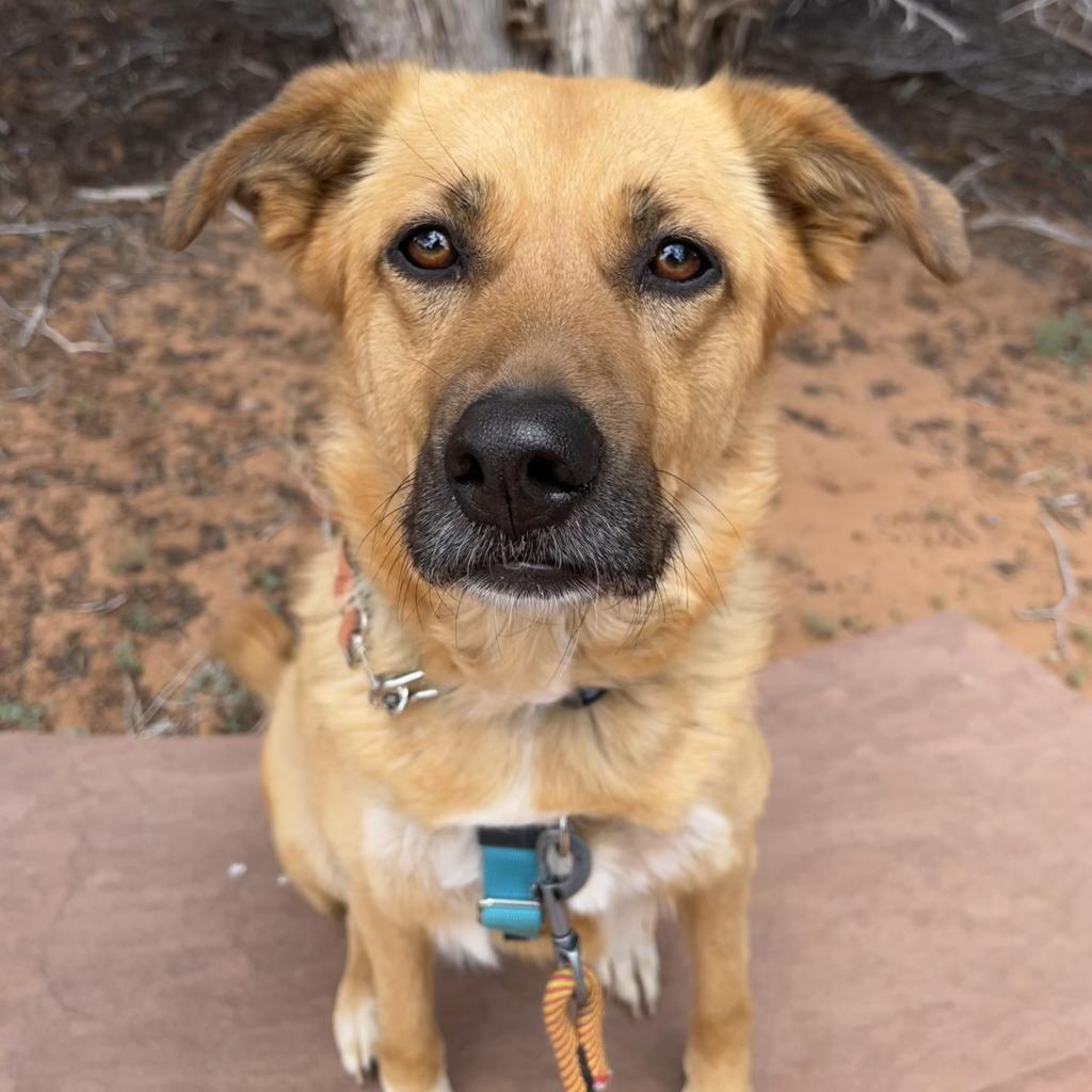 Pretty Girl, an adoptable Shepherd in Kanab, UT, 84741 | Photo Image 2