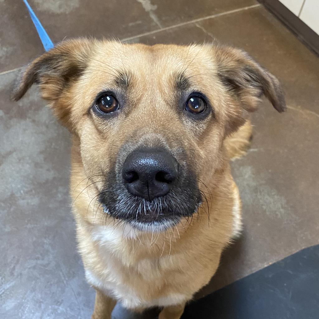 Pretty Girl, an adoptable Shepherd in Kanab, UT, 84741 | Photo Image 3