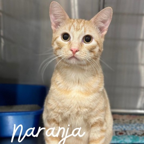 Naranja, an adoptable Domestic Short Hair in Spring Hill, KS, 66083 | Photo Image 1