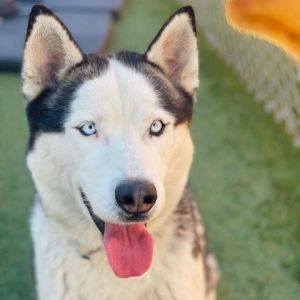 This dashing husky is looking for a family to match his playful puppy energy Lancelot is a 3-year-o