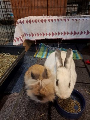 Chevron is a big friendly and amazing girl She is bonded to Levi a little double mane Lionhead T