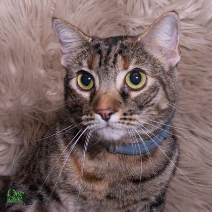 Jaddy, an adoptable Domestic Short Hair in Savannah, GA, 31410 | Photo Image 1