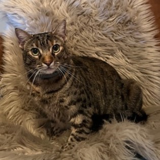Jaddy, an adoptable Domestic Short Hair in Savannah, GA, 31410 | Photo Image 2