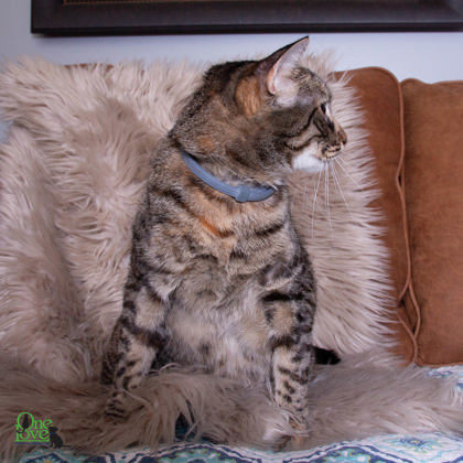 Jaddy, an adoptable Domestic Short Hair in Savannah, GA, 31410 | Photo Image 3