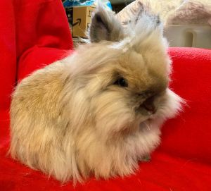 Levi is a special boy he is a champion show double mane Lionhead who was rescued from a terrible p