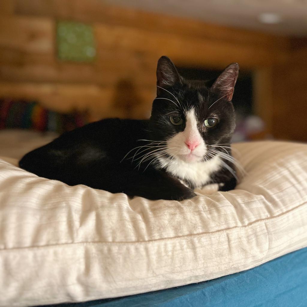 Socks, an adoptable Domestic Short Hair in Grand Junction, CO, 81505 | Photo Image 1