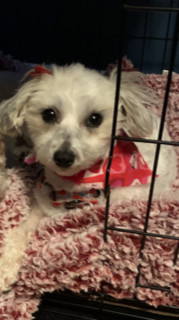 Coton hot sale rescue petfinder