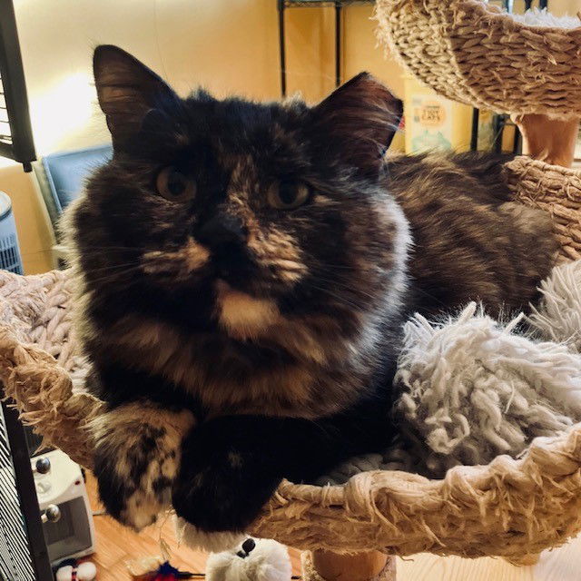 Mommacita, an adoptable Domestic Medium Hair, Tortoiseshell in Eureka, MO, 63025 | Photo Image 1