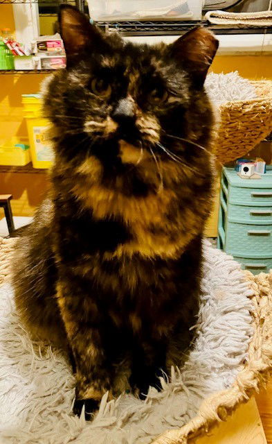 Mommacita, an adoptable Domestic Medium Hair, Tortoiseshell in Eureka, MO, 63025 | Photo Image 2