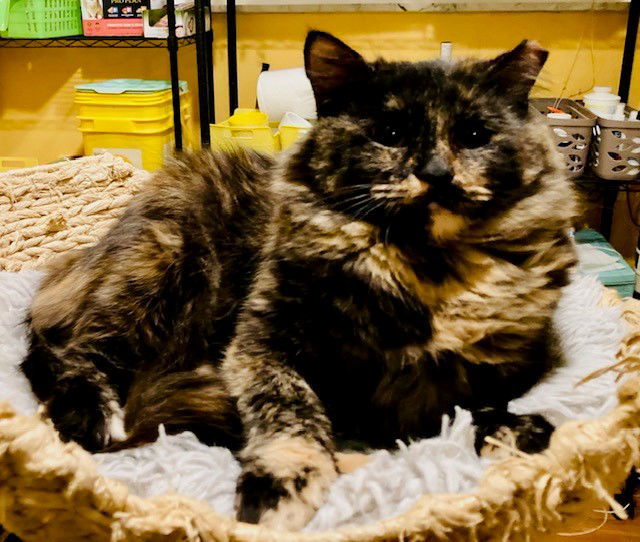 Mommacita, an adoptable Domestic Medium Hair, Tortoiseshell in Eureka, MO, 63025 | Photo Image 3