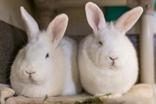 Bio to come WE ADOPT TO INDOOR HOMES ONLY There are simply too many dangers outside for a rabbit to